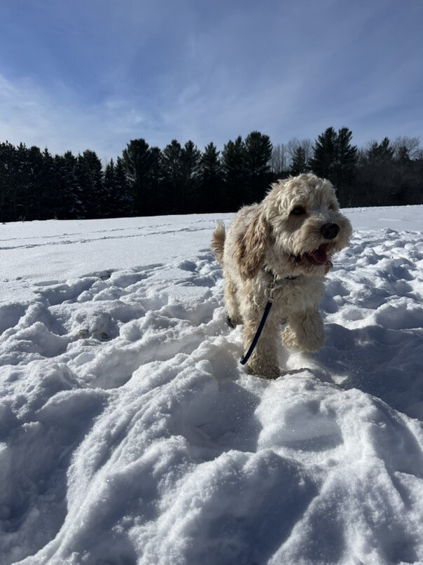 Cockapoo blonde dans la neige