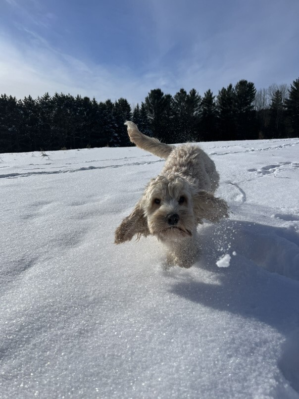 Cockapoo blonde dans la neige