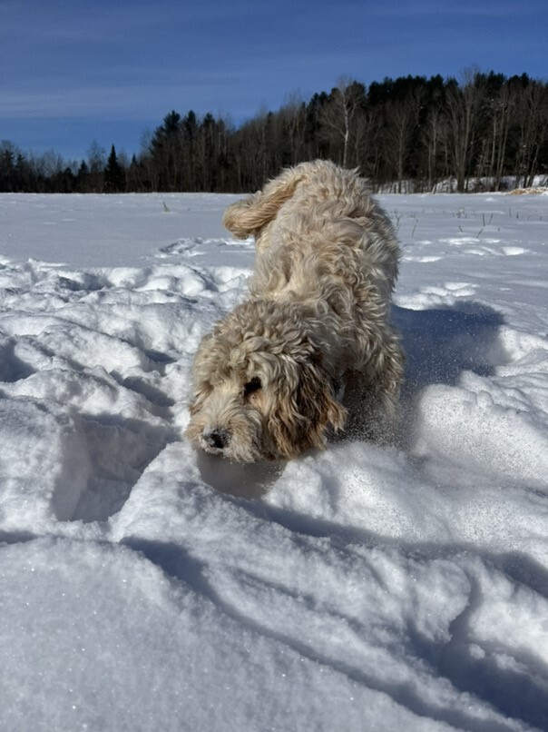 Cockapoo blonde dans la neige