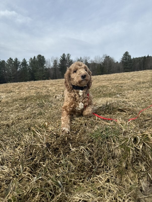 Cockapoo Roux dans l'herbe