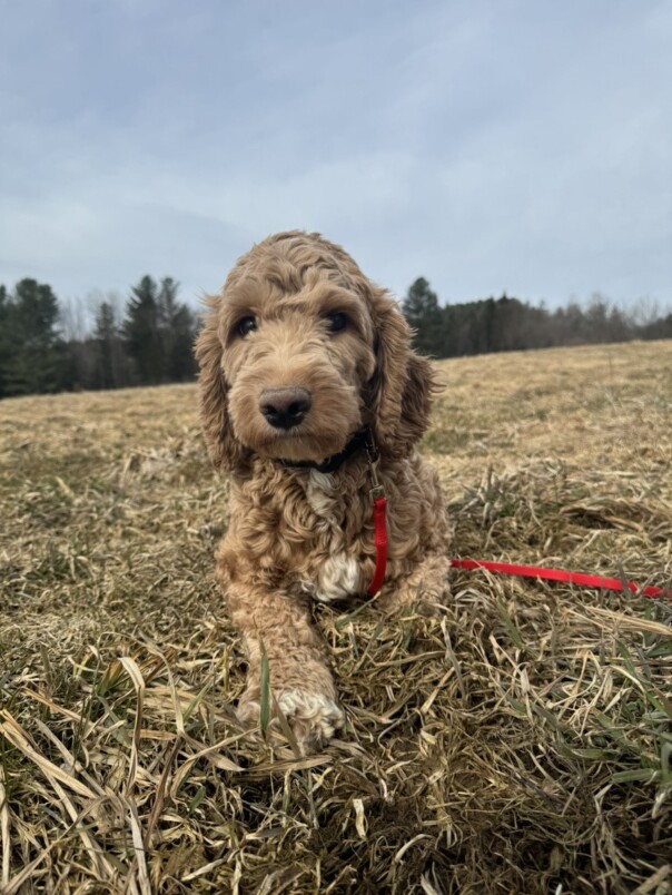 Cockapoo Roux dans l'herbe