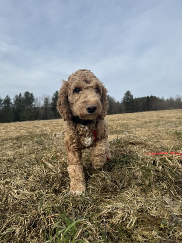 Cockapoo Roux dans l'herbe