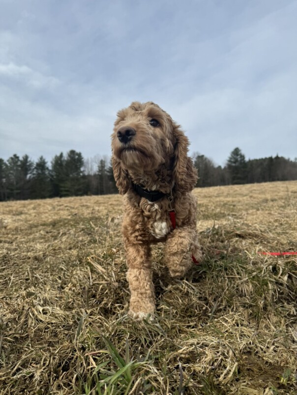 Cockapoo Roux dans l'herbe