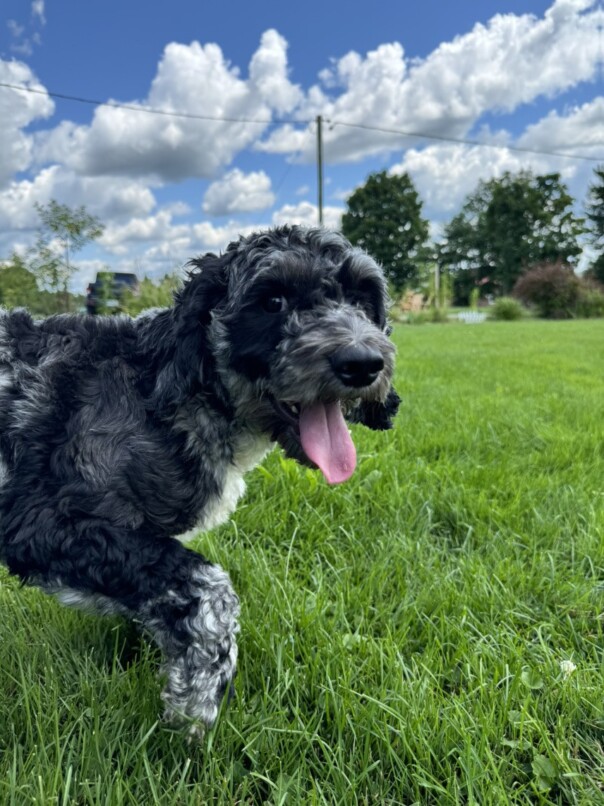 Cockapoo merle dans l'herbe