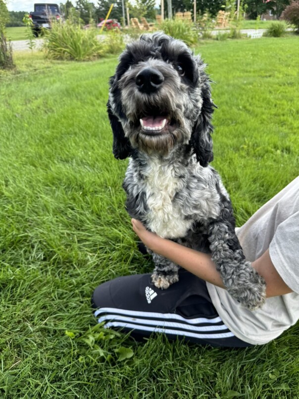 Cockapoo merle dans l'herbe