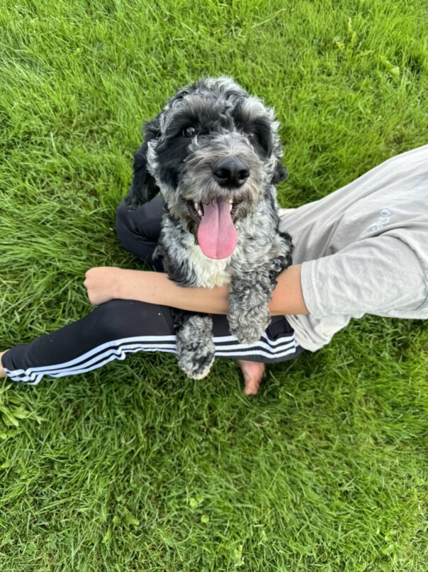Cockapoo merle dans l'herbe