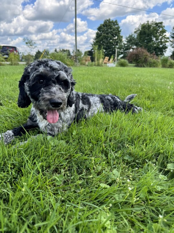 Cockapoo merle dans l'herbe
