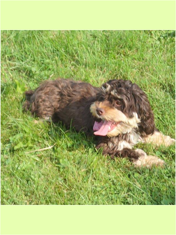 Havacos dans l'herbe