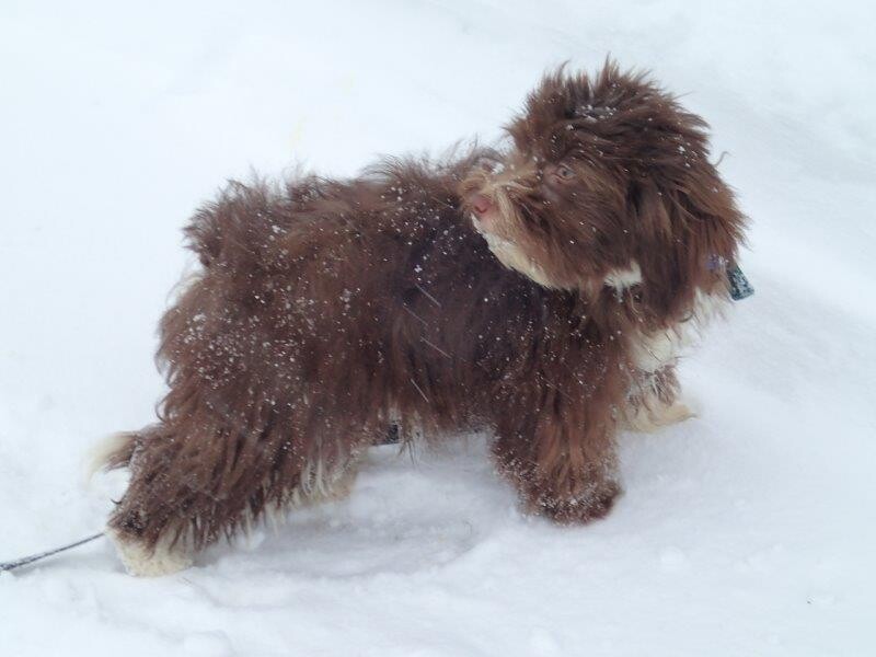 Bichon Havanais Chocolat dans la neige