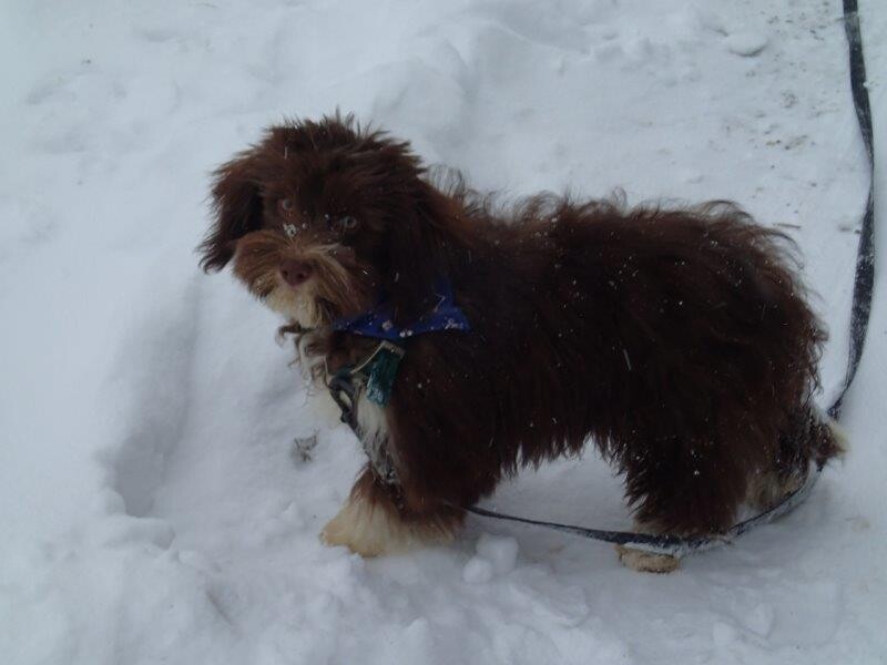 Bichon Havanais Chocolat dans la neige