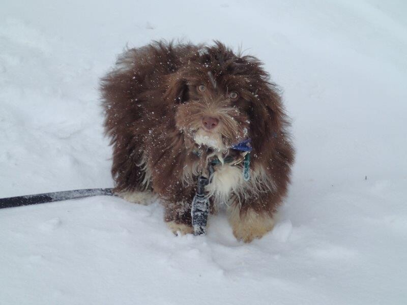 Bichon Havanais Chocolat dans la neige