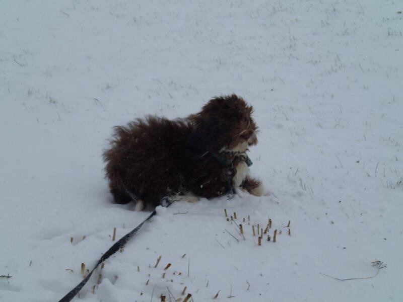 Bichon Havanais Chocolat dans la neige