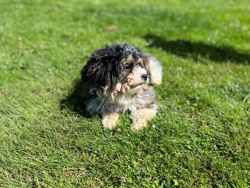Havapoo tricolore dans l'herbe
