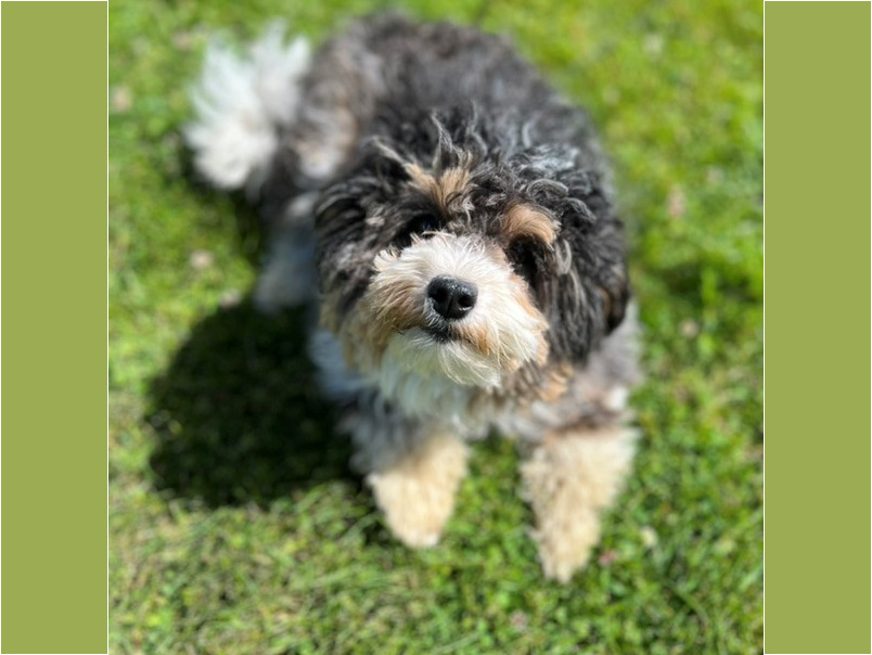 Havapoo tricolore dans l'herbe