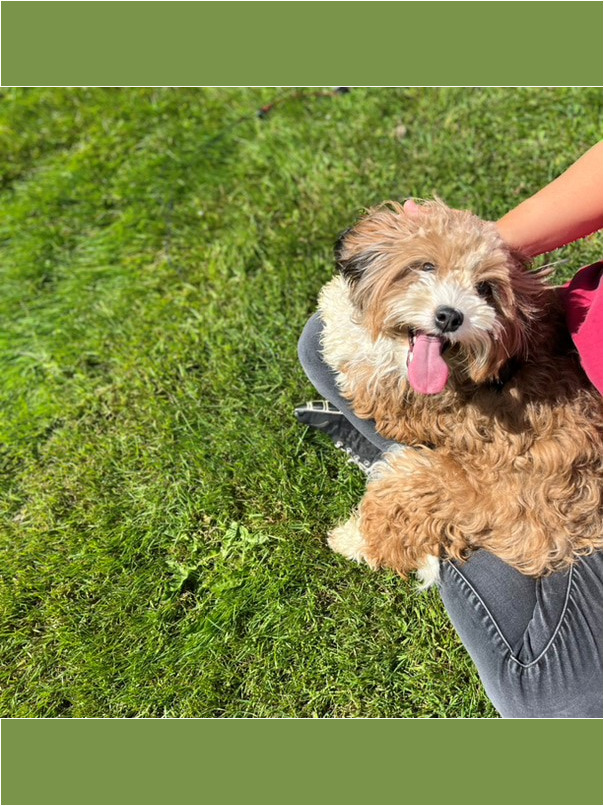 Havapoo roux et blanc dans l'herbe