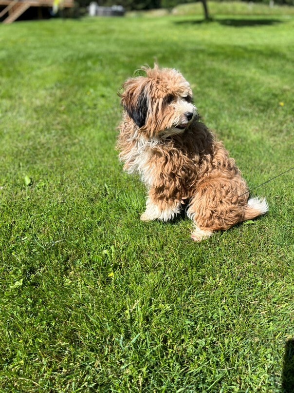 Havapoo roux et blanc dans l'herbe
