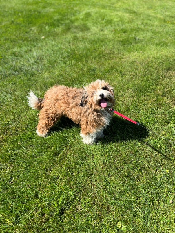 Havapoo roux et blanc dans l'herbe