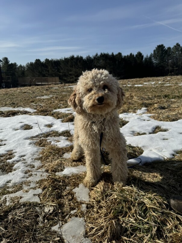 Cockapoo blonde dans l'herbe