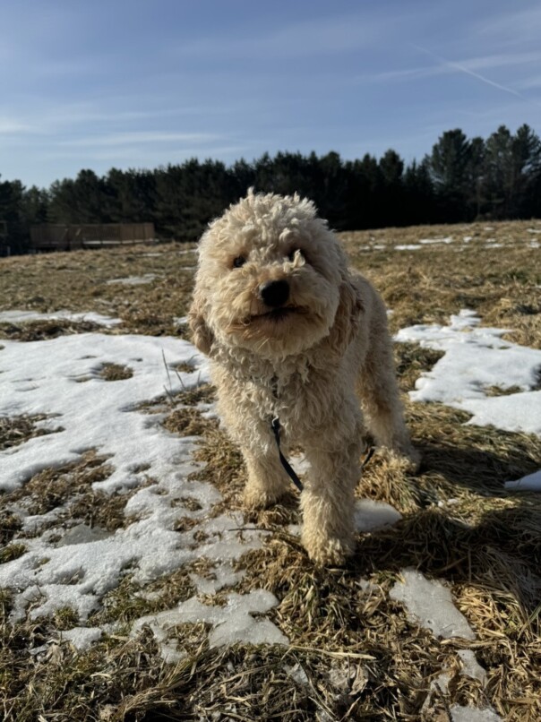 Cockapoo blonde dans l'herbe