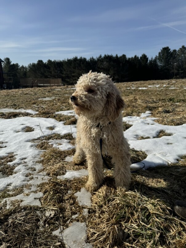 Cockapoo blonde dans l'herbe