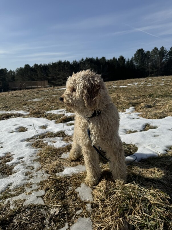 Cockapoo blonde dans l'herbe