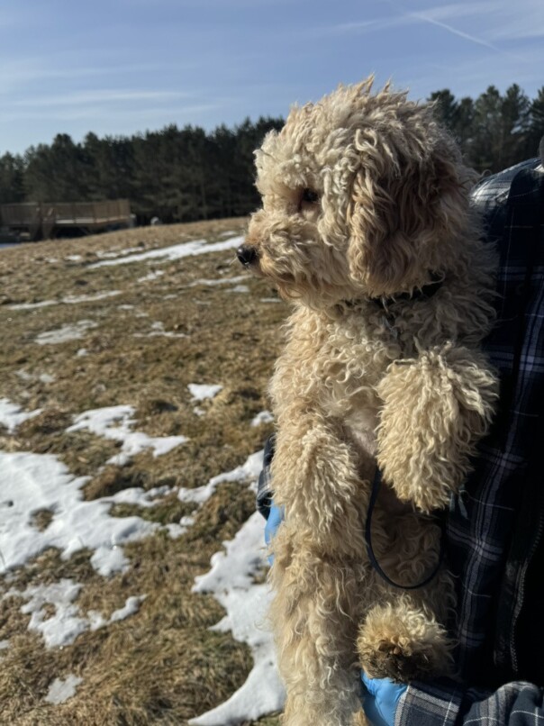 Cockapoo blonde dans l'herbe