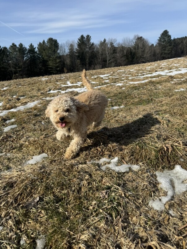 Cockapoo blonde dans l'herbe