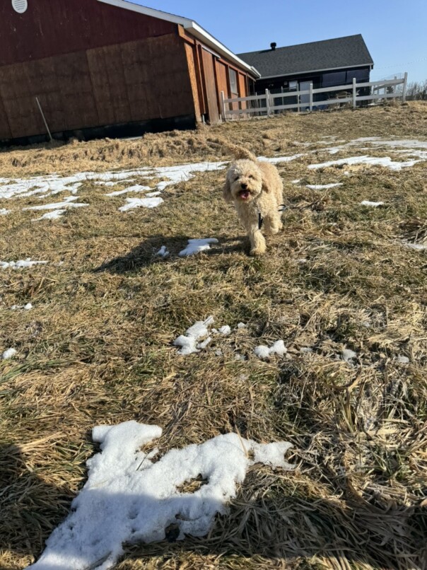 Cockapoo blonde dans l'herbe