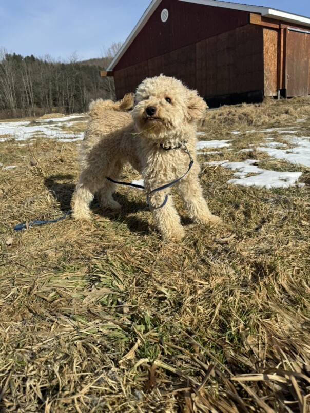Cockapoo blonde dans l'herbe