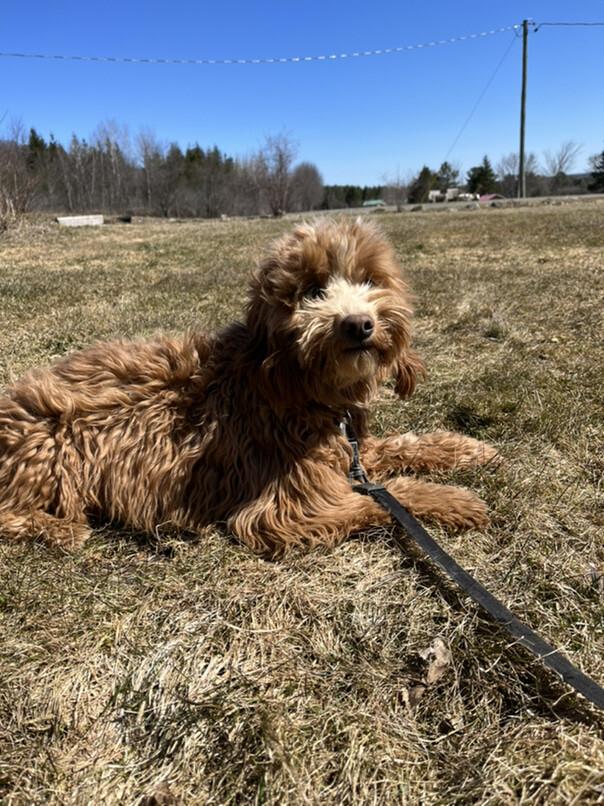 Cockapoo roux dans l'herbe