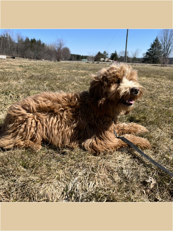 Cockapoo roux dans l'herbe