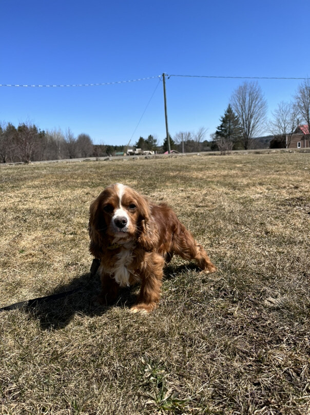 Cocker Roux dans l'herbe
