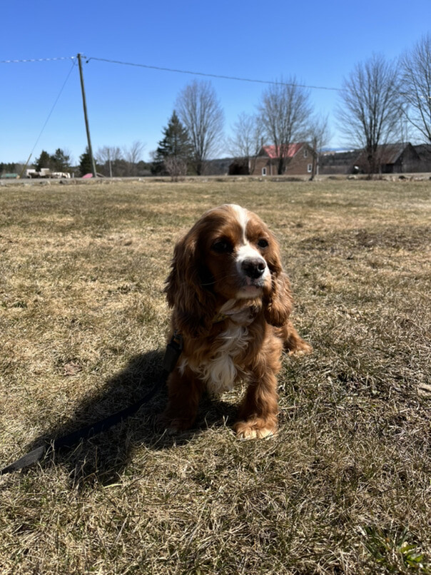 Cocker Roux dans l'herbe