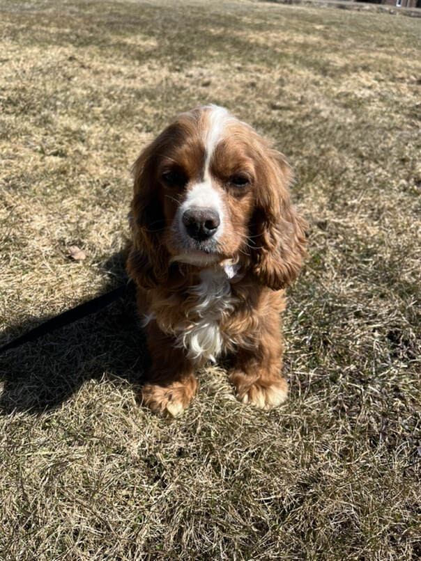 Cocker Roux dans l'herbe