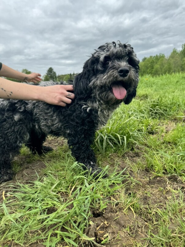 Cockapoo merle dans l'herbe