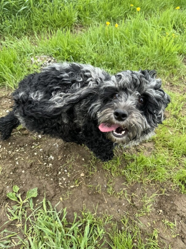 Cockapoo merle dans l'herbe
