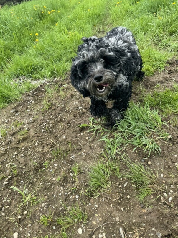 Cockapoo merle dans l'herbe