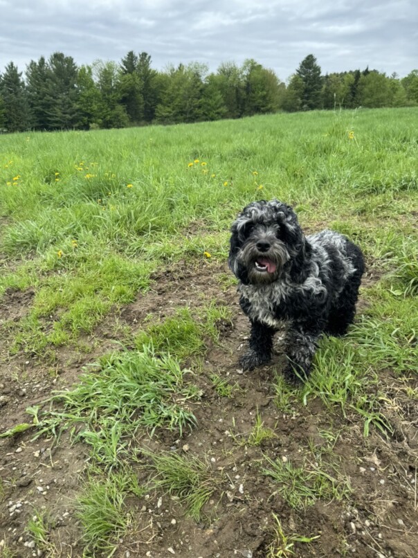 Cockapoo merle dans l'herbe