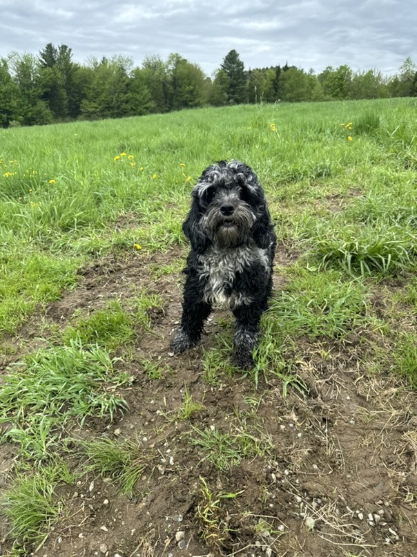 Cockapoo merle dans l'herbe
