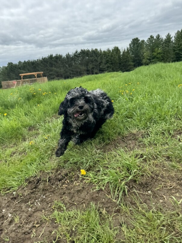 Cockapoo merle dans l'herbe