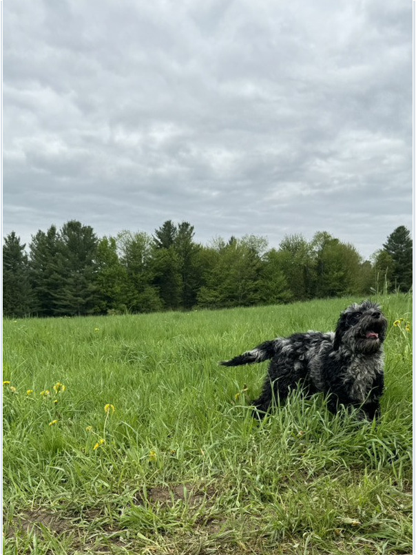 Cockapoo merle dans l'herbe