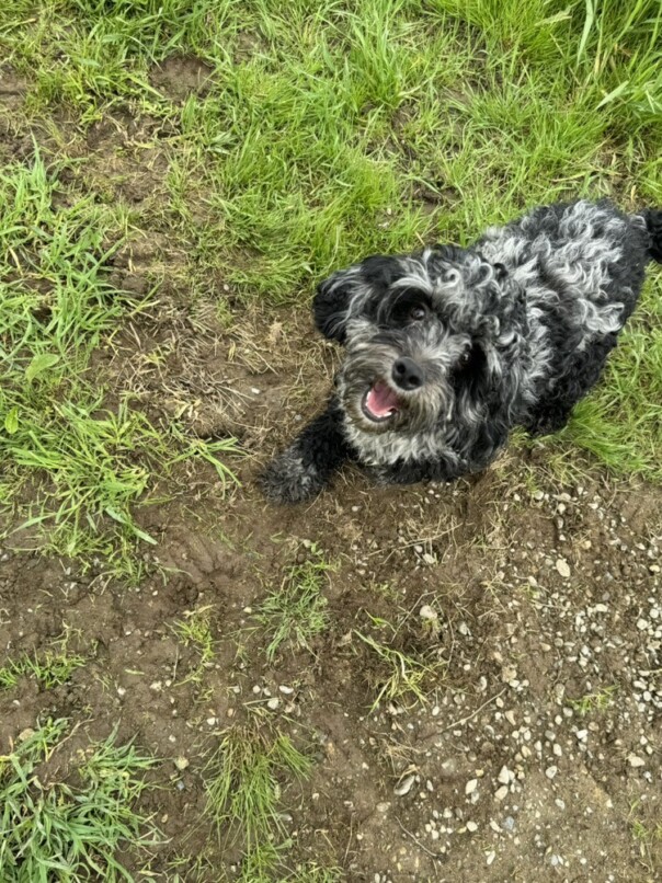 Cockapoo merle dans l'herbe