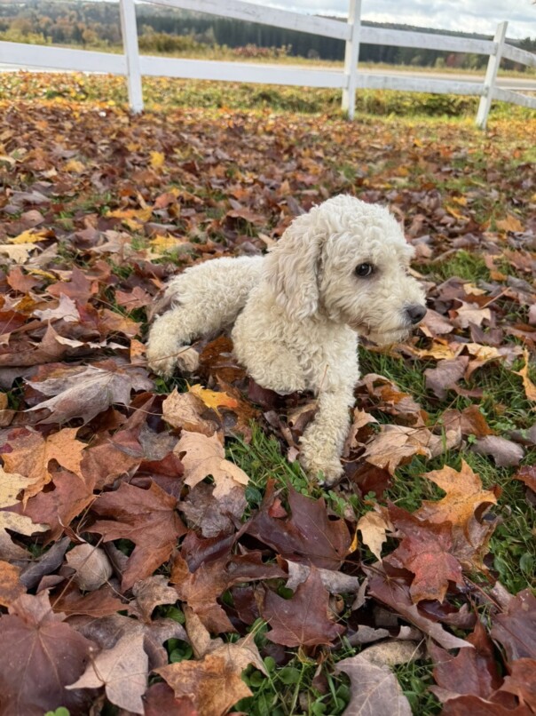 Cockapoo roux dans la forest