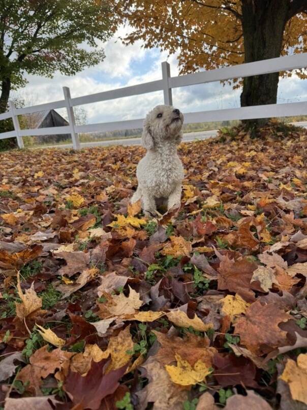Cockapoo roux dans la forest