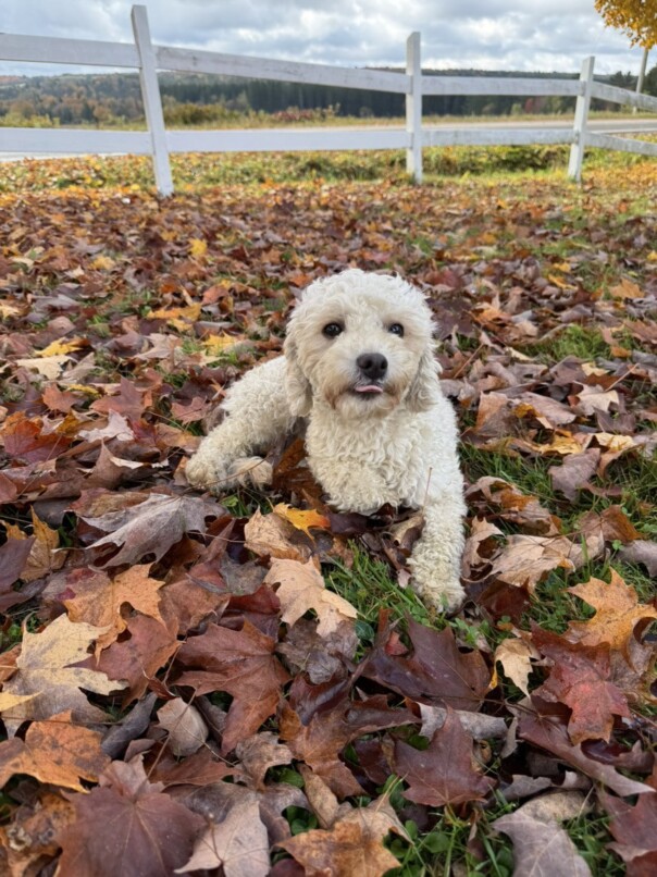 Cockapoo roux dans la forest