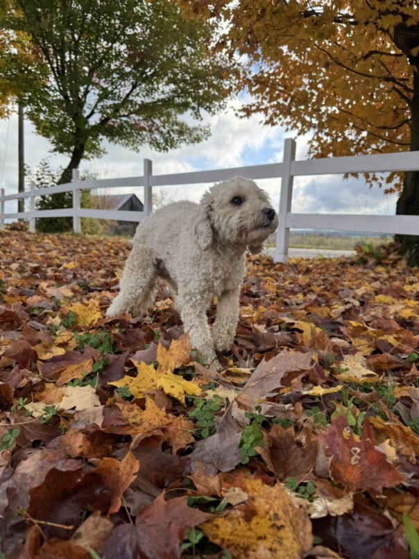 Cockapoo roux dans la forest
