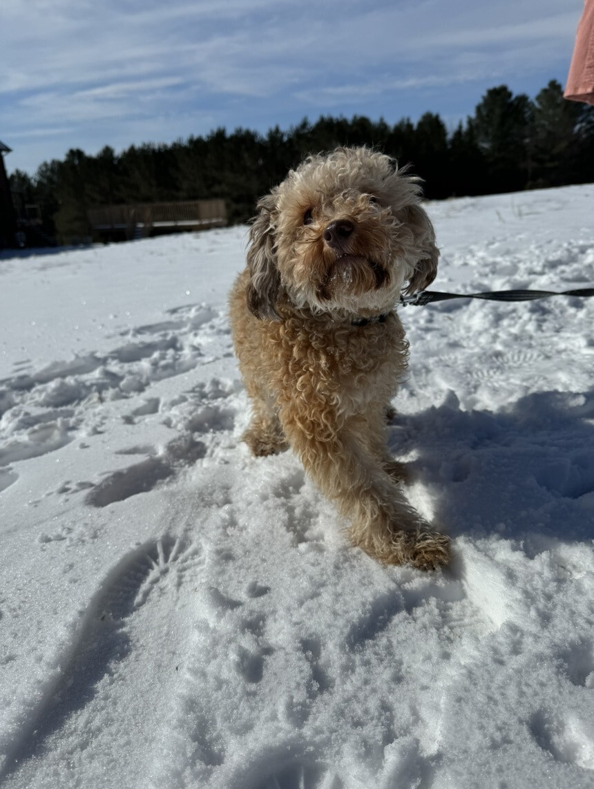 Caniche dans la neige