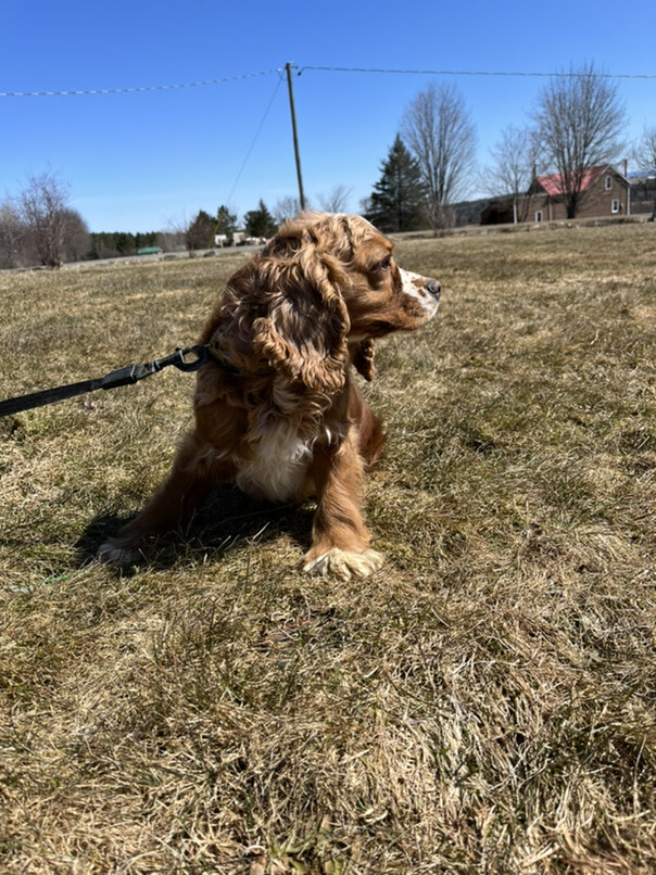 Cocker Roux dans l'herbe