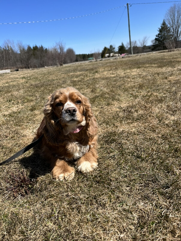 Cocker Roux dans l'herbe