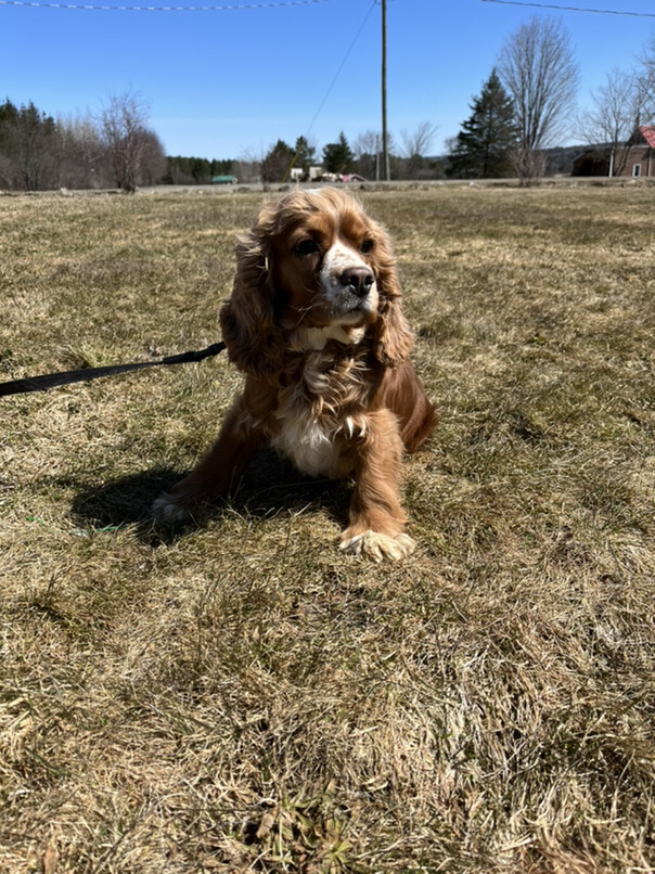 Cocker Roux dans l'herbe